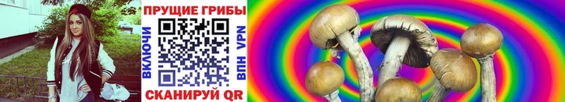 мега онион  Киржач  Псилоцибиновые грибы Cubensis  как найти закладки 